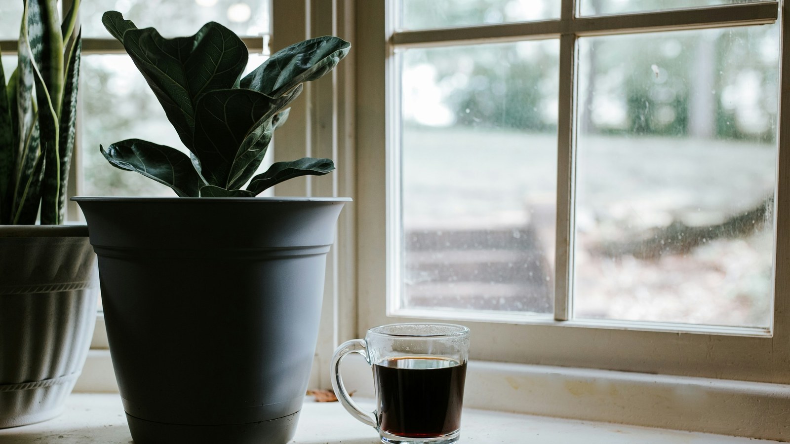 窓辺に置かれた観葉植物とコーヒー