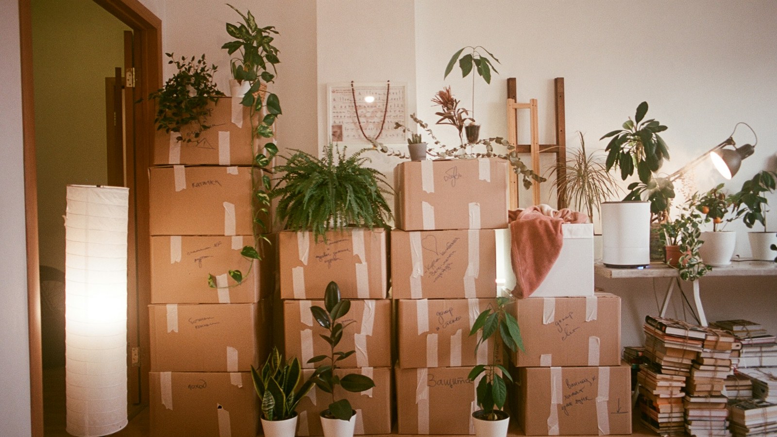 段ボールと観葉植物が置かれた引っ越し直後の部屋