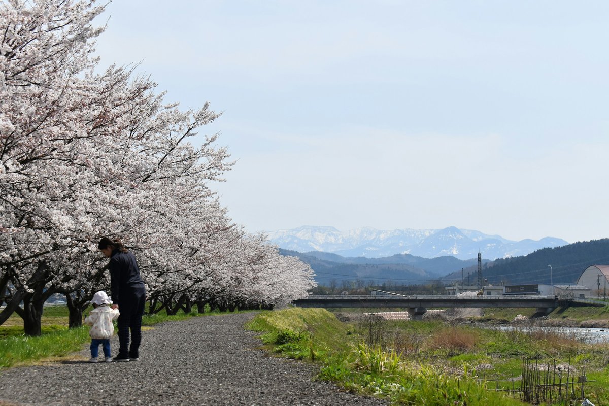 桜並木の道で小さな子どもと手をつなぐ女性の後ろ姿
